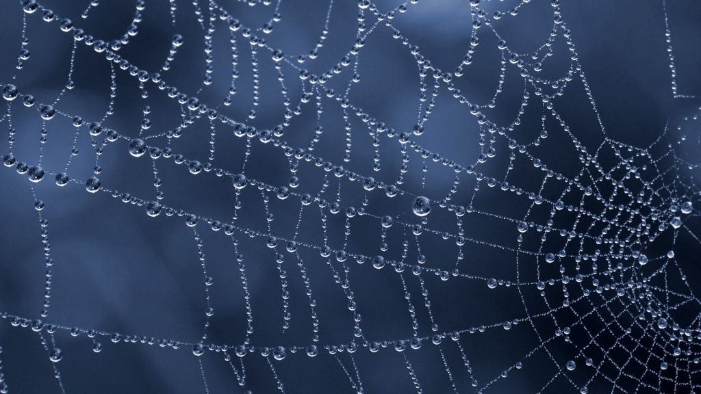 A close up image of a spider web with water droplets on it