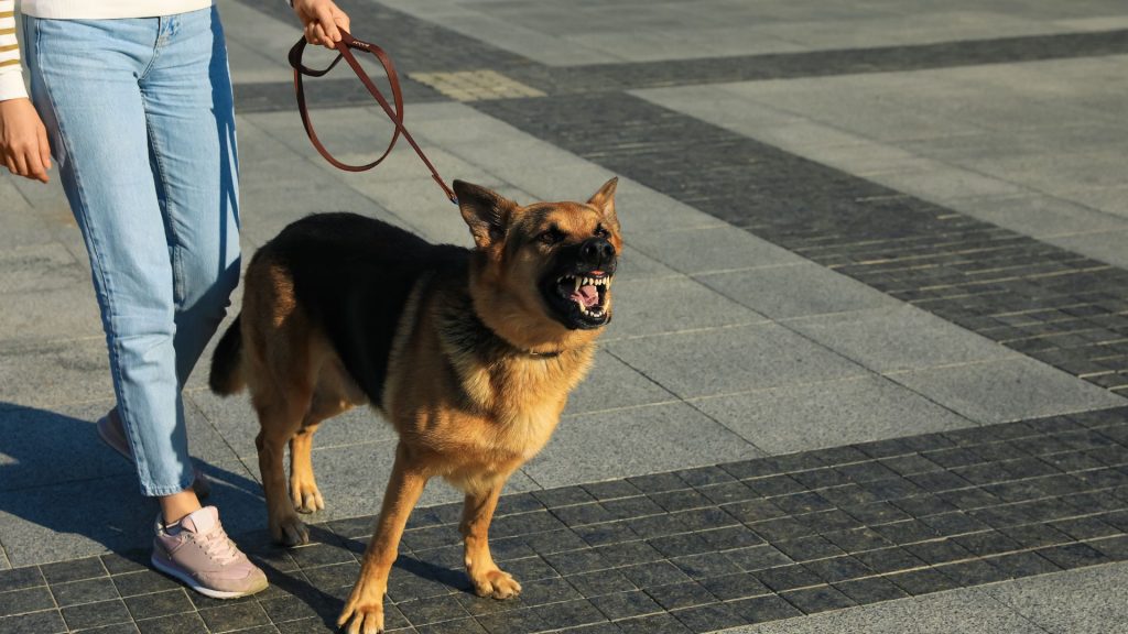 A snarling dog on a city street